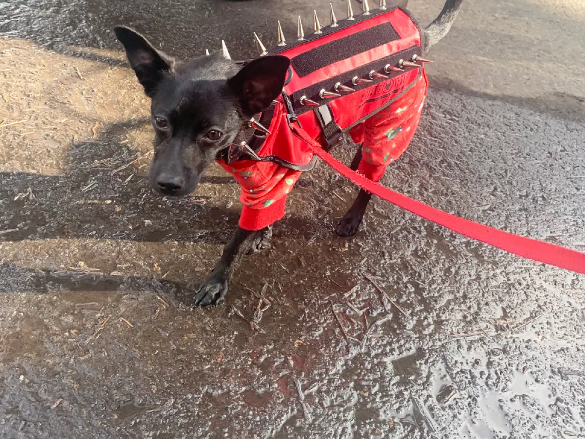 Dog in coyote store vest